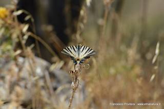 nte Venere-15-07-2015 21-02-16